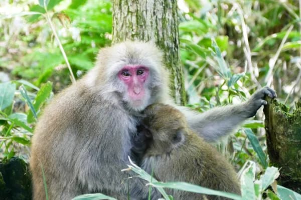 Arashiyama Bamboo Grove & Monkey Park in Kyoto