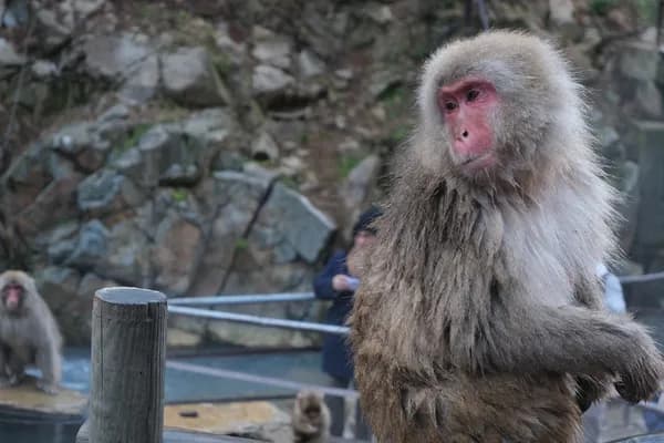 長野の地獄谷野猿公苑・夏