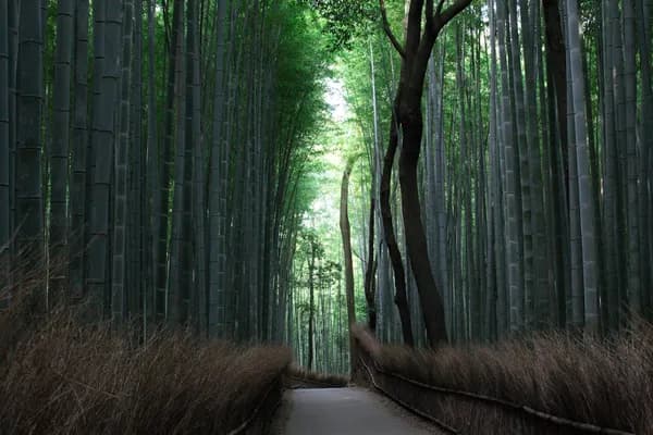 京都の嵐山花灯路