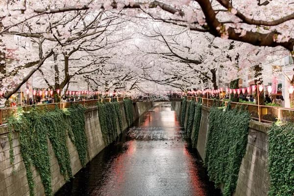 Nakameguro Cherry Blossom Walk in Tokyo