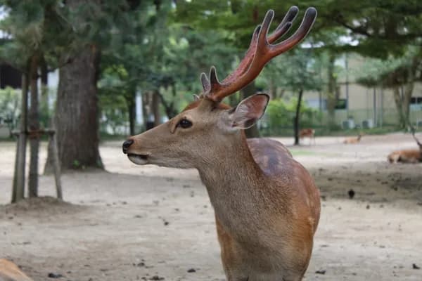 Nara Park & deer in Nara