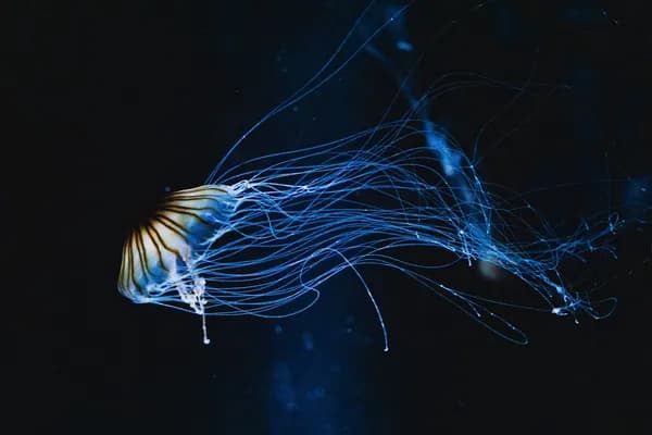 Osaka Aquarium Kaiyukan in Osaka
