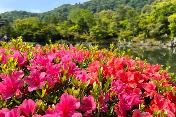 京都の天龍寺庭園