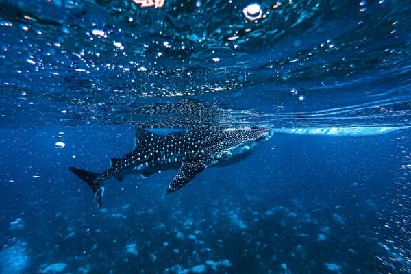 沖縄の沖縄美ら海水族館