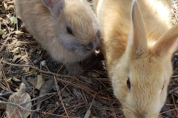Rabbit Island (Okunoshima) in Hiroshima